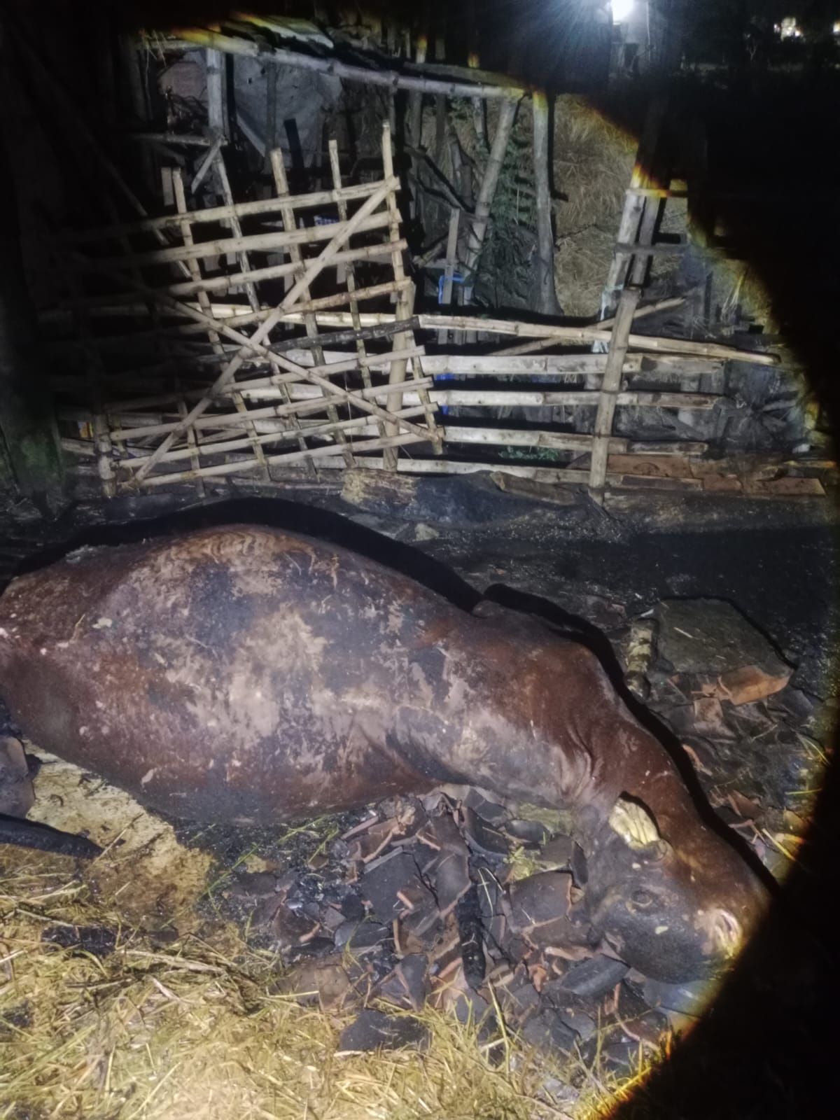 Sapi Terpanggang saat Kandang Terbakar