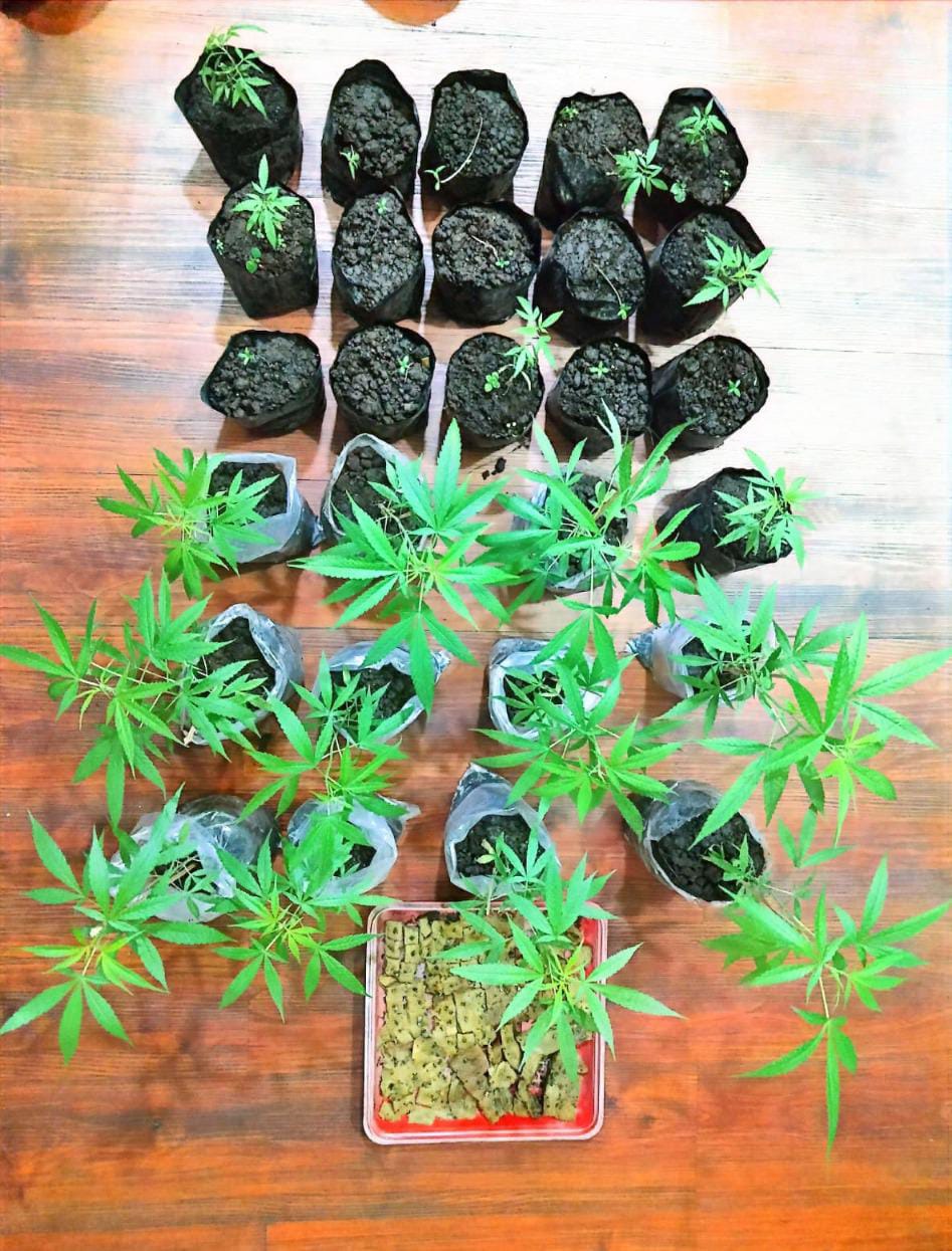 Polres Malang Bongkar Bandar Sabu dan Kebun Ganja di Tumpang