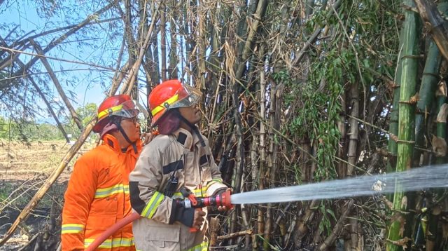 Rumpun Bambu di Nganjuk Terbakar, Diduga Akibat Pembakaran Sampah yang Ditinggal