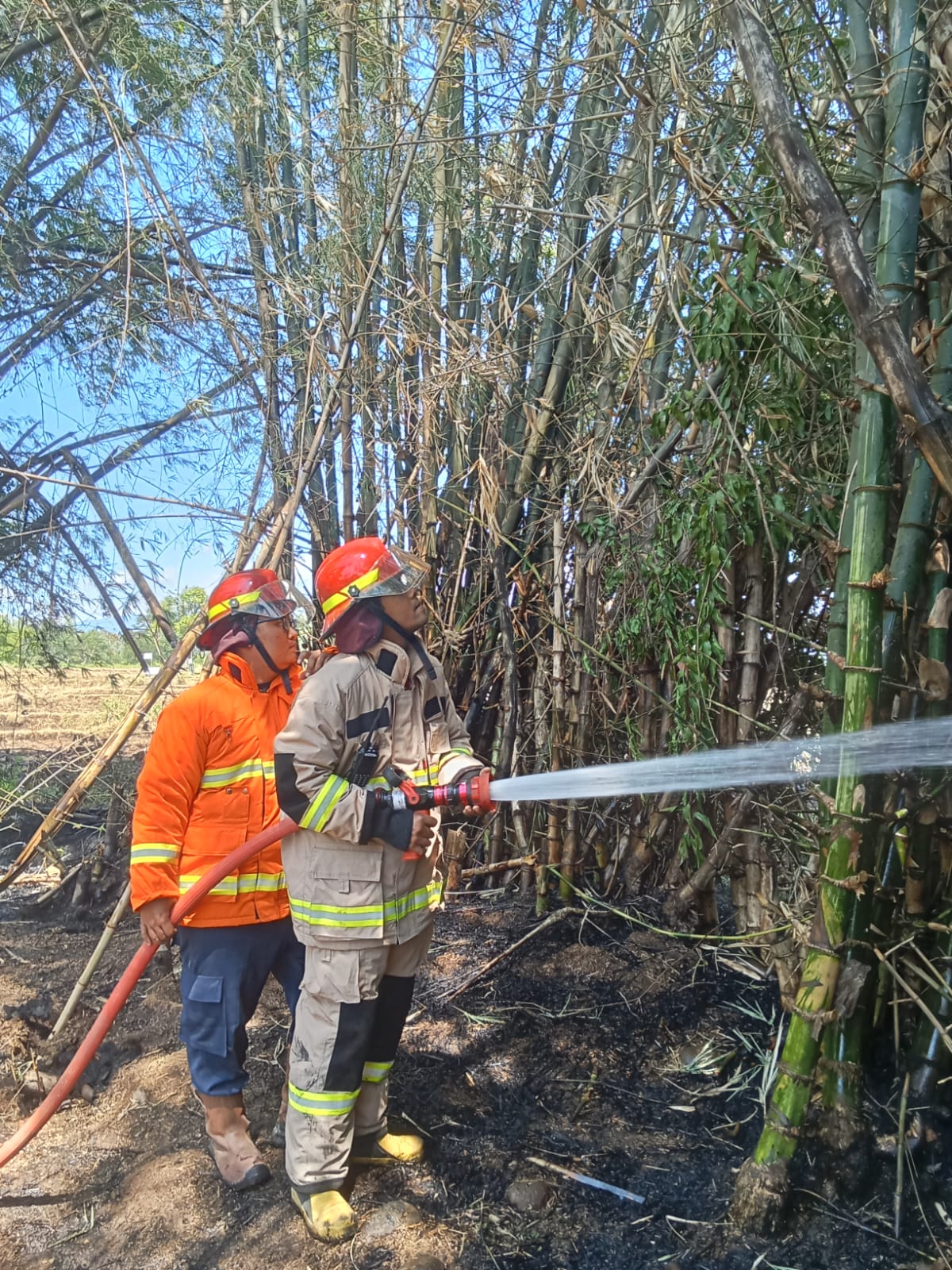 Rumpun Bambu di Nganjuk Terbakar, Diduga Akibat Pembakaran Sampah yang Ditinggal