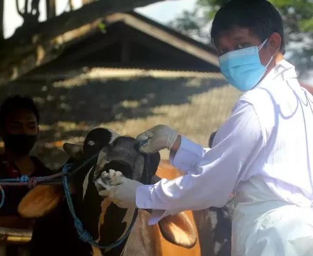 Meski Zero PMK, DKPP Kabupaten Kediri Lanjutkan Vaksinasi Ternak