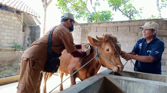Cegah Munculnya PMK di Peralihan Musim, Pemkab Tulungagung Terus Suntikkan Vaksin PMK