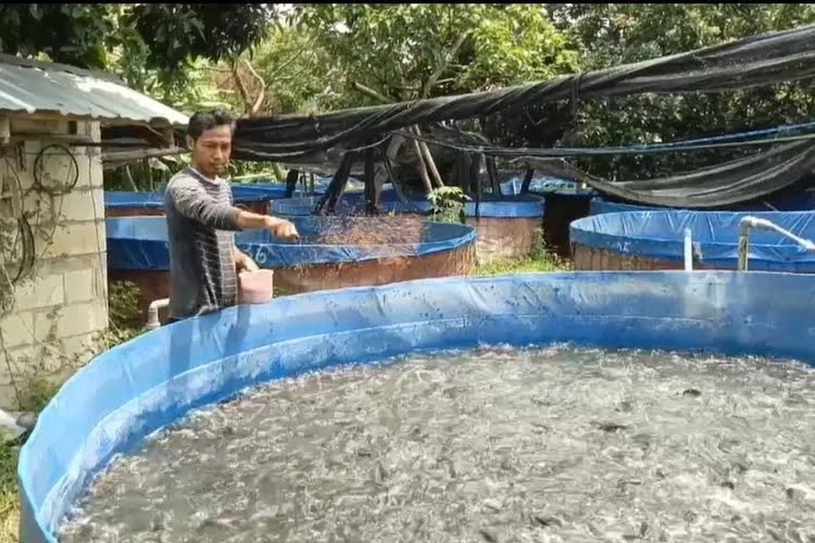 Dinas Perikanan Kabupaten Kediri Targetkan 18 Miliar Benih Ikan Lele Tahun 2025