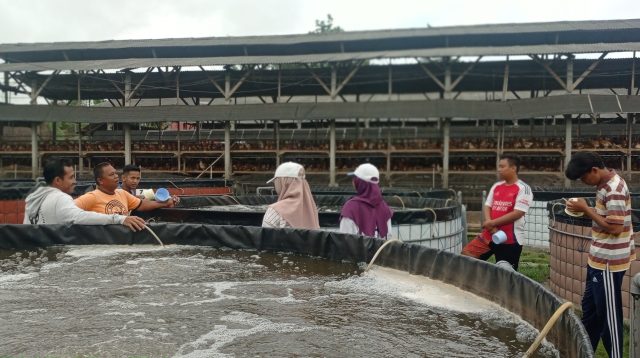 Peternak Ayam Petelur di Kediri ini Sukses Kembangkan Budi Daya Ikan Nila