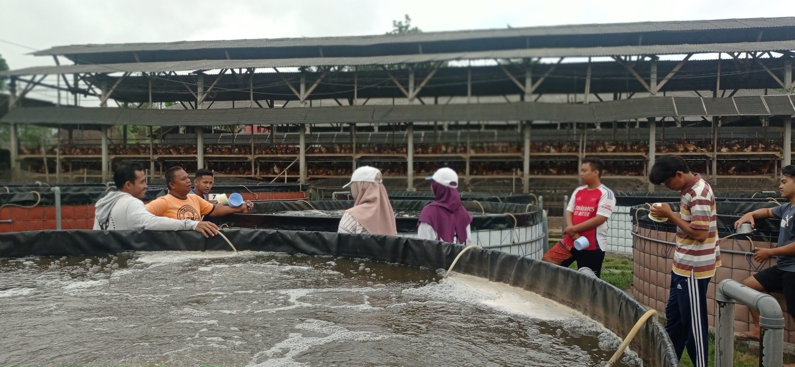 Peternak Ayam Petelur di Kediri ini Sukses Kembangkan Budi Daya Ikan Nila