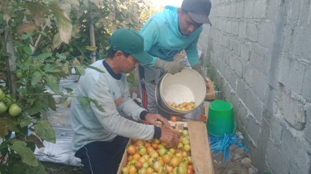 Harga Tomat di Jombang Turun Drastis Jadi Rp2.000 per Kilo, Petani Terancam Rugi