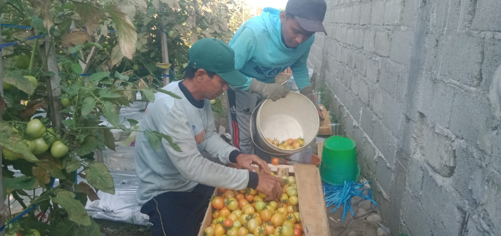 Harga Tomat di Jombang Turun Drastis Jadi Rp2.000 per Kilo, Petani Terancam Rugi