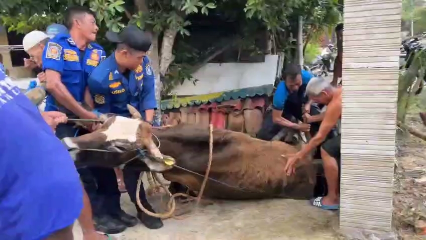 sapi terperosok selokan di lamongan
