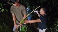 Polisi: Penanam Ganja Berdalih Tanaman untuk Pakan Kambing