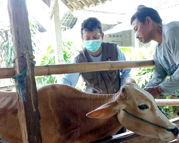 DKPP Kota Blitar Kembali Gencarkan Vaksinasi PMK, Siapkan 225 Dosis untuk Peternak