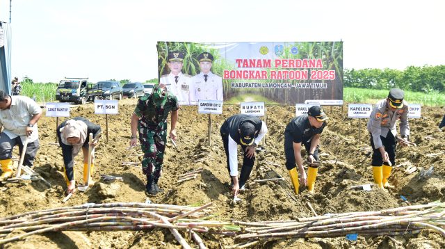 Pemkab Lamongan Genjot Swasembada Gula Lewat Program Bongkar Ratoon di Mantup