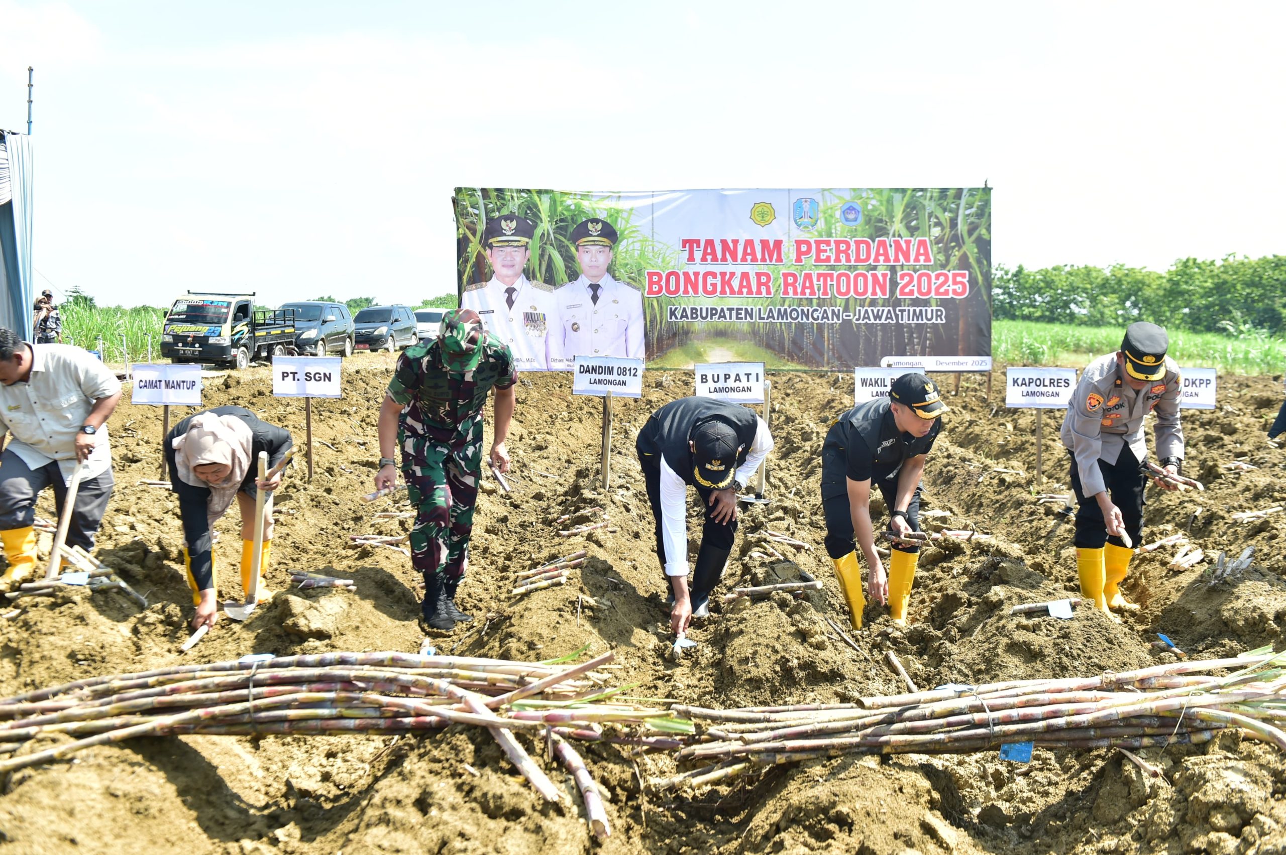 Pemkab Lamongan Genjot Swasembada Gula Lewat Program Bongkar Ratoon di Mantup