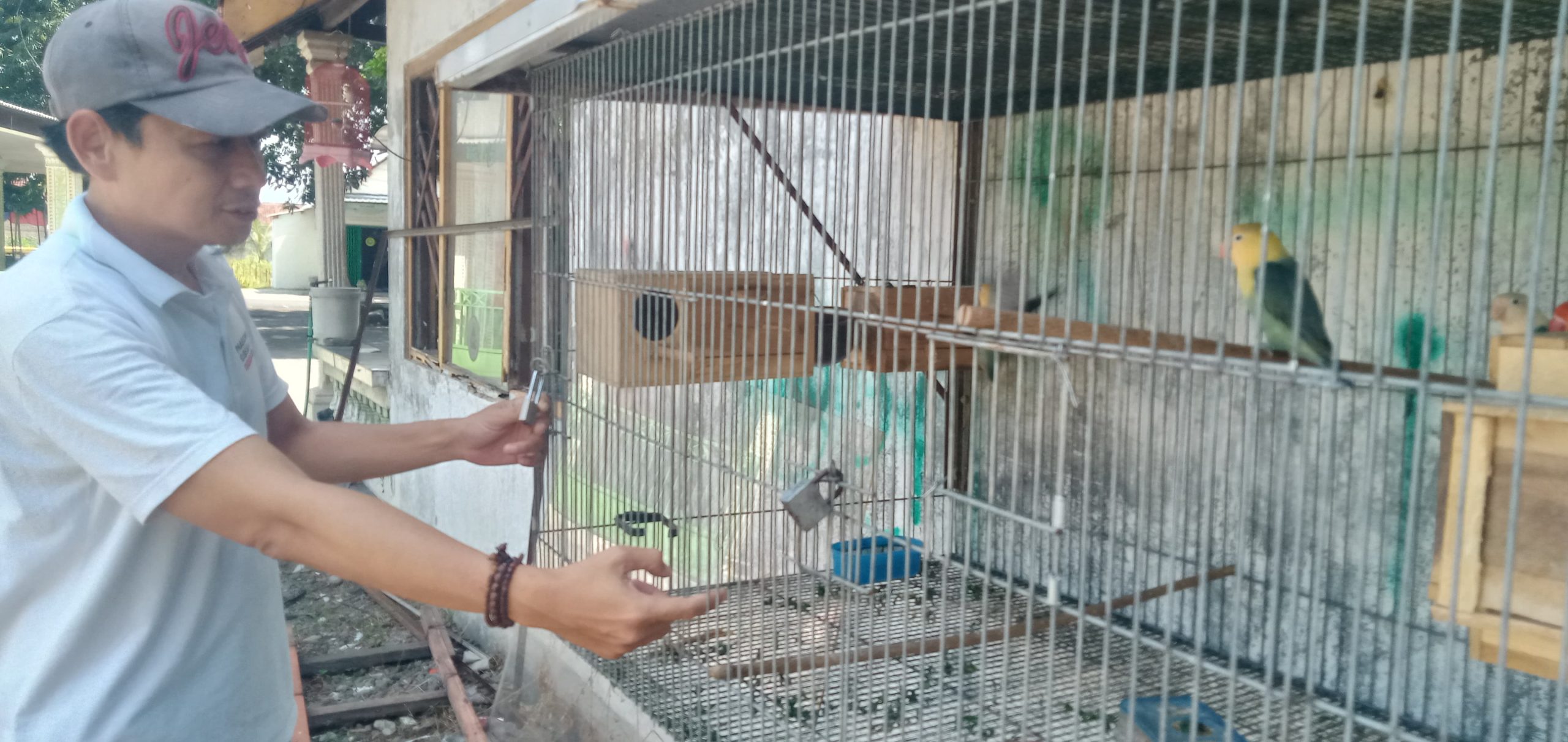 Budidaya Lovebird untuk Pemula, Berawal dari Hobi hingga Tumbuh jadi Usaha