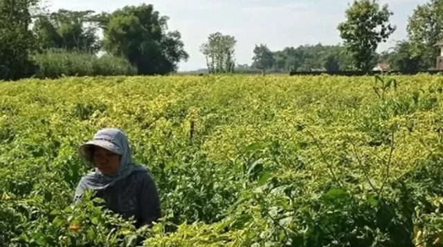 Harga Naik, Petani Cabai di Kediri Kembali Sumringah