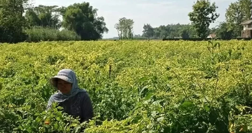 Harga Naik, Petani Cabai di Kediri Kembali Sumringah
