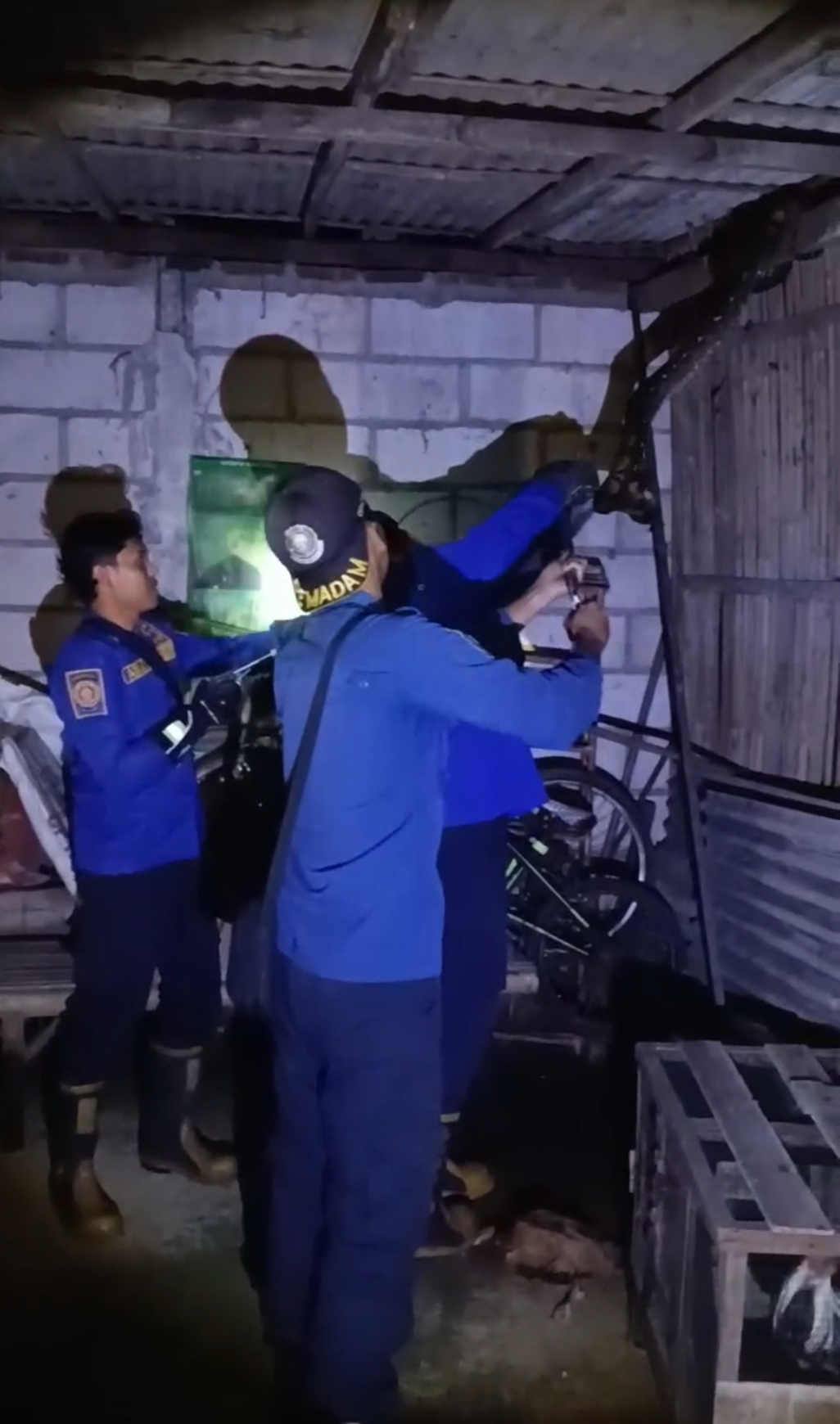 Damkar Amankan Ular Sanca Pemangsa Unggas di Mojo Kediri