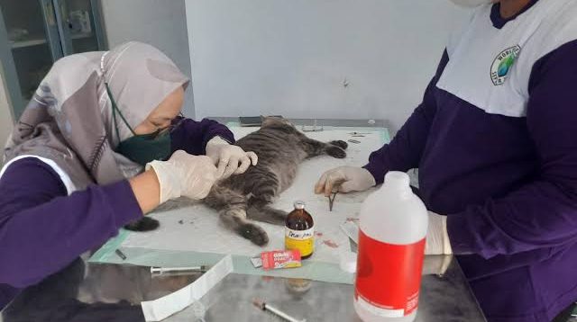 Meriahkan Hari Jadi Kota Blitar, Pemkot Blitar Gelar Vaksinasi Anabul Gratis, Catat Tanggalnya