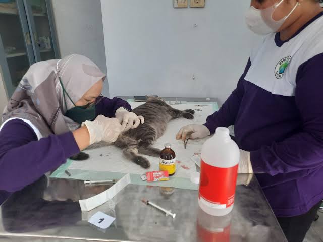 Meriahkan Hari Jadi Kota Blitar, Pemkot Blitar Gelar Vaksinasi Anabul Gratis, Catat Tanggalnya