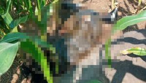 Penemuan Mayat di Ladang Jagung Wonosalam, Polisi Lakukan Penyelidikan
