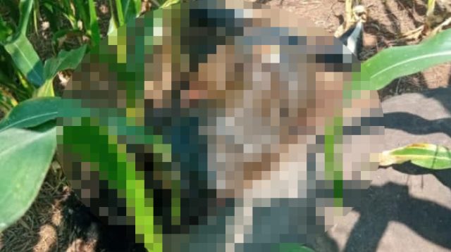 Penemuan Mayat di Ladang Jagung Wonosalam, Polisi Lakukan Penyelidikan
