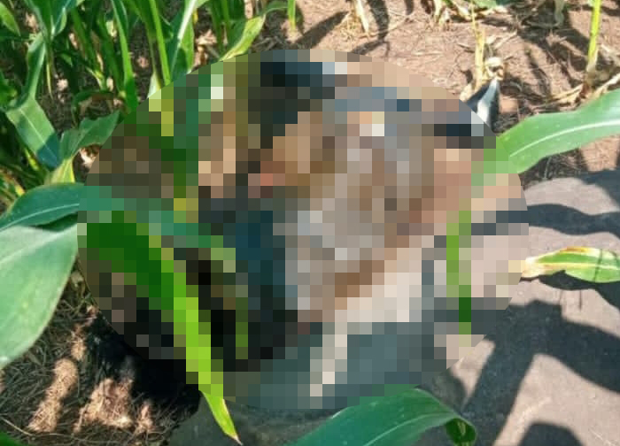 Penemuan Mayat di Ladang Jagung Wonosalam, Polisi Lakukan Penyelidikan