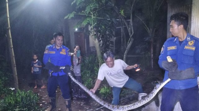 Damkar Satpol PP Tangkap Ular Piton Sepanjang 3 Meter Sedang Memangsa Ayam