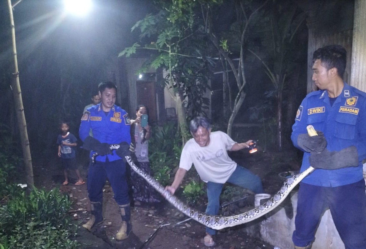 Damkar Satpol PP Tangkap Ular Piton Sepanjang 3 Meter Sedang Memangsa Ayam