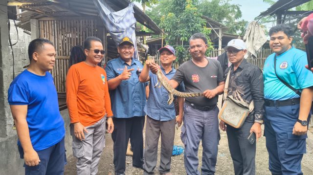 Tim Damkar Kabupaten Kediri Pos Ngadiluwih amankan buaya di pemukiman warga.