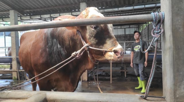 Fauzi Hariyanto (43), seorang peternak asal Desa Gempollegundi, Kecamatan Gudo, Kabupaten Jombang saat memperlihatkan sapi jenis cross limosin bernama 'Sumber' yang terpenting menjadi sapi bantuan presiden (Banpres) untuk Hari Raya Idul Adha tahun 2026, Selasa (26/5/2026) siang. (foto: taufiqur rachman)