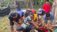 1002639606 Perwakilan dari DPC PDI Perjuangan Jombang menyalurkan seekor sapi kurban di Dusun Pesantren, Desa Peterongan, Kecamatan Peterongan.