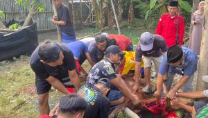 Perwakilan dari DPC PDI Perjuangan Jombang menyalurkan seekor sapi kurban di Dusun Pesantren, Desa Peterongan, Kecamatan Peterongan.