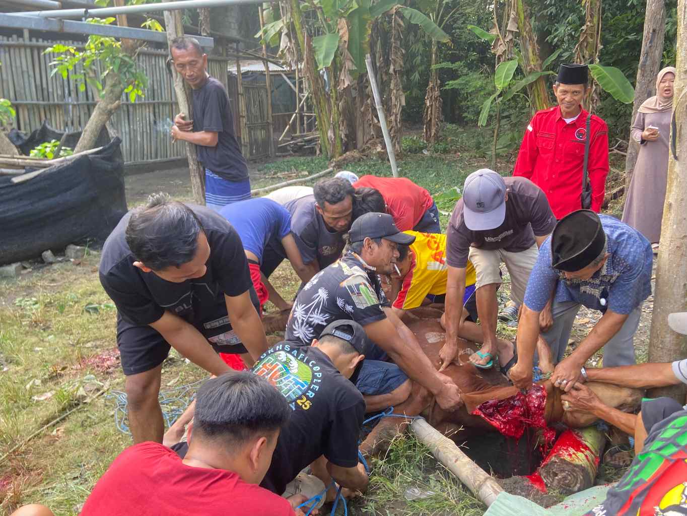Perwakilan dari DPC PDI Perjuangan Jombang menyalurkan seekor sapi kurban di Dusun Pesantren, Desa Peterongan, Kecamatan Peterongan.