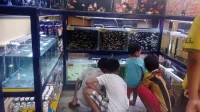 Ikan molydi Kabupaten Kediri.