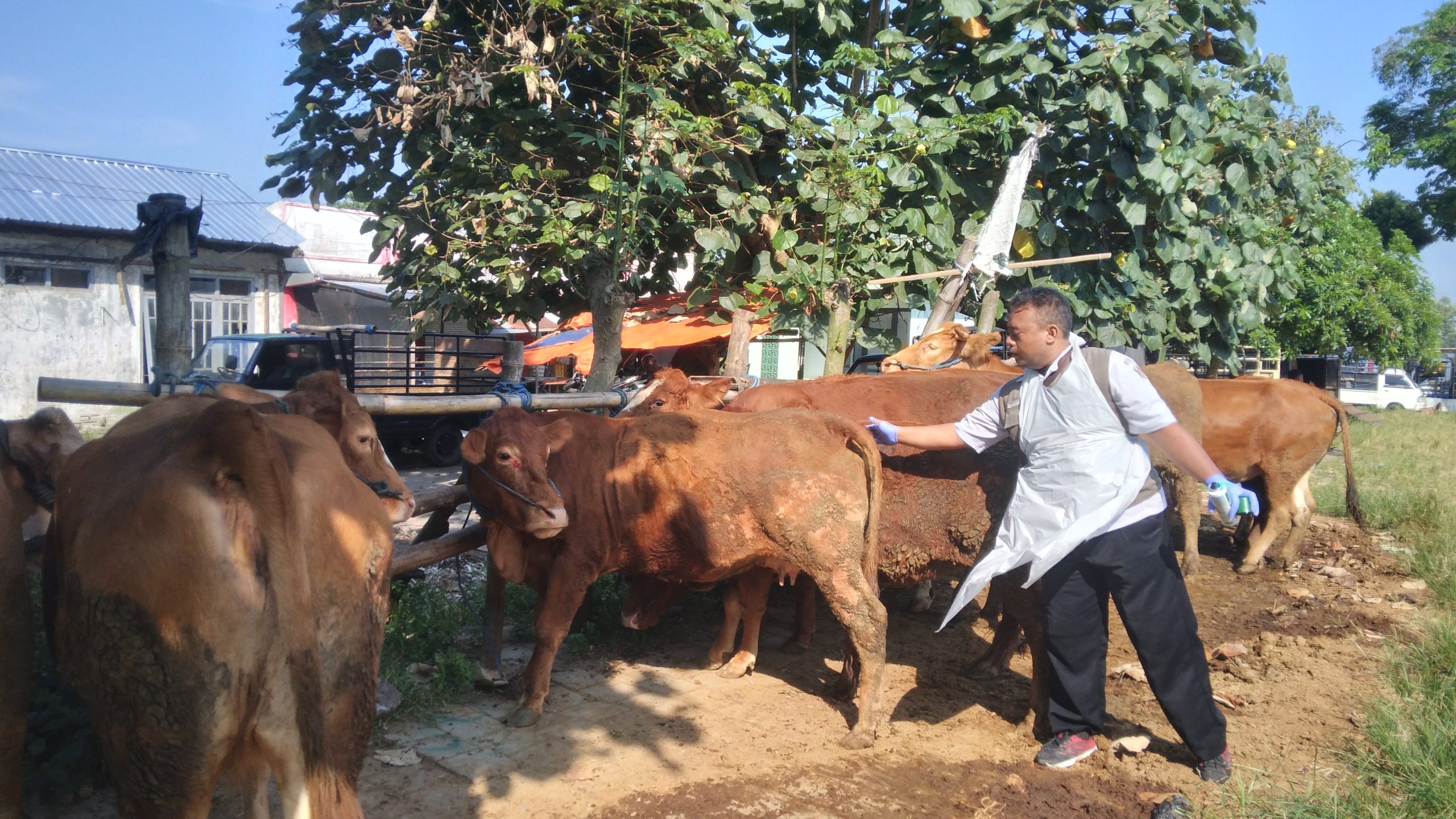 Sidak Hewan Kurban, Petugas Temukan Sapi Terkena Parasit Cacing