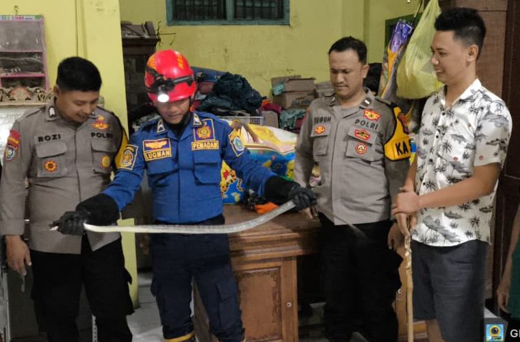 Petugas Polsek Sukodadi dan Damkar Lamongan mengevakuasi ular masuk ke rumah warga .