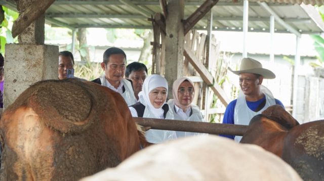 Gubernur Jawa Timur Khofifah Indar Parawansa didampingi Bupati Lamongan Yuhronur Efendi meninjau peternakan sapi milik warga.