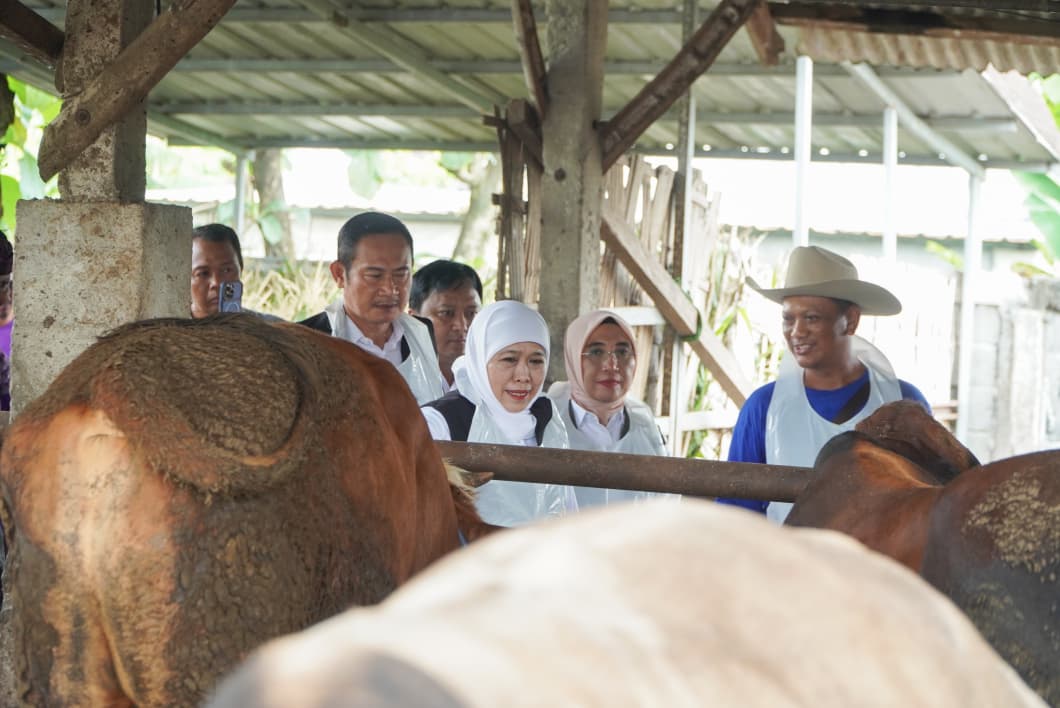 Gubernur Jawa Timur Khofifah Indar Parawansa didampingi Bupati Lamongan Yuhronur Efendi meninjau peternakan sapi milik warga.