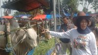 DKPP Kabupaten Kediri Siapkan Petugas Pemeriksa Daging Kurban