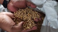 Kedelai impor menjadi primadona bagi pengrajin tempe maupun tahu.