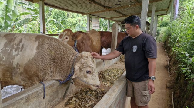 Danang Saputro saat merawat sapi.