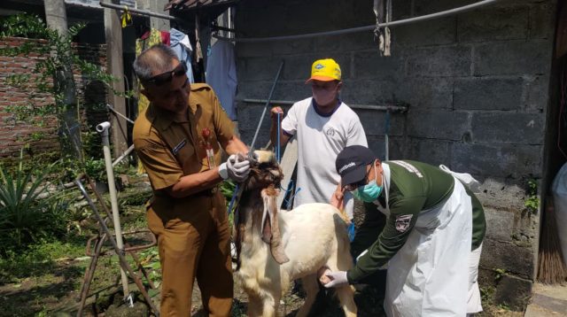 DKPP Kabupaten Kediri Pantau Kesehatan Hewan Kurban yang Dijual di Pinggir Jalan