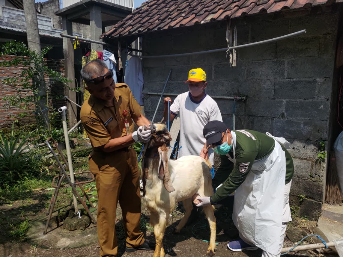 DKPP Kabupaten Kediri Pantau Kesehatan Hewan Kurban yang Dijual di Pinggir Jalan