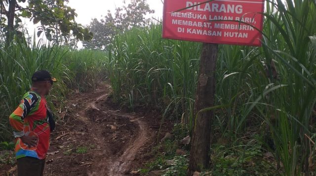 Plakat milik Perhutani larangan membuka lahan baru di wilayah hutan.