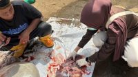 Petugas Kesehatan Hewan memeriksa post-mortem terhadap hewan kurban yang sudah disembelih.