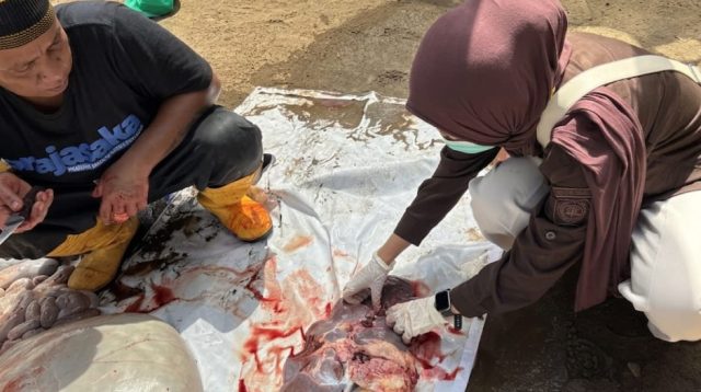 Petugas Kesehatan Hewan memeriksa post-mortem terhadap hewan kurban yang sudah disembelih.