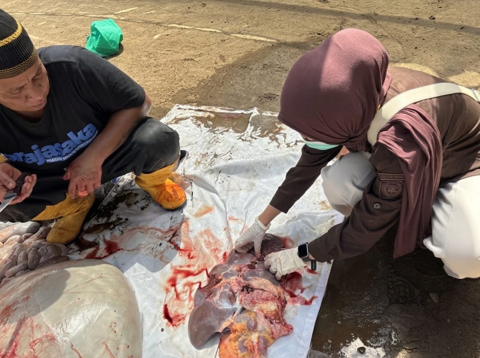 Petugas Kesehatan Hewan memeriksa post-mortem terhadap hewan kurban yang sudah disembelih.