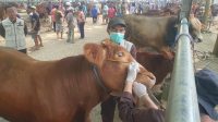 Petugas kesehatan hewan saat melakukan pemeriksaan terhadap ternak sapi di PHT Tulungagung.