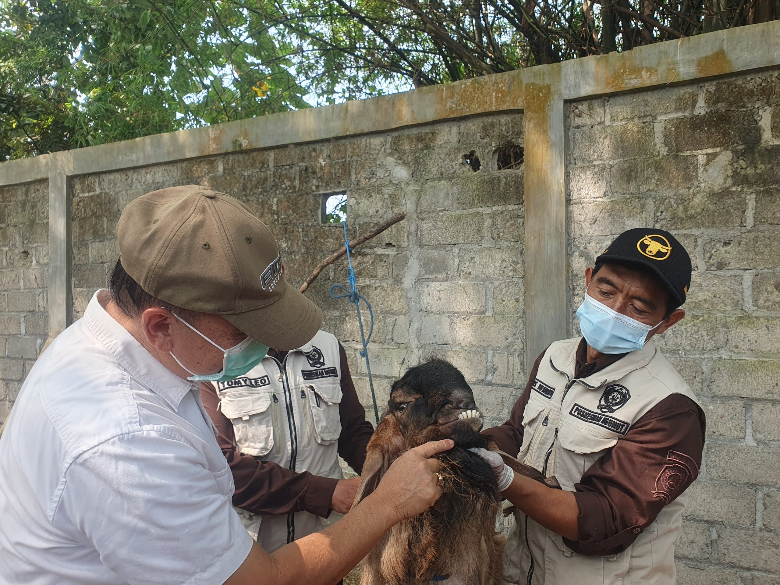 Pemeriksaan ternak kambing di PHT Tulungagung.