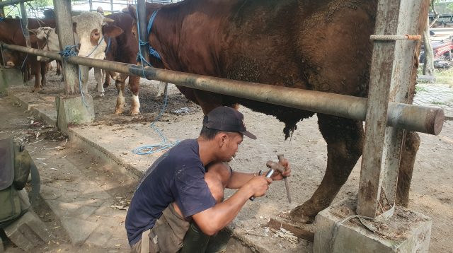 Riyan saat melakukan pembersihan pada kuku sapi yang mendapatkan treatmen jasa Salon Sapi.