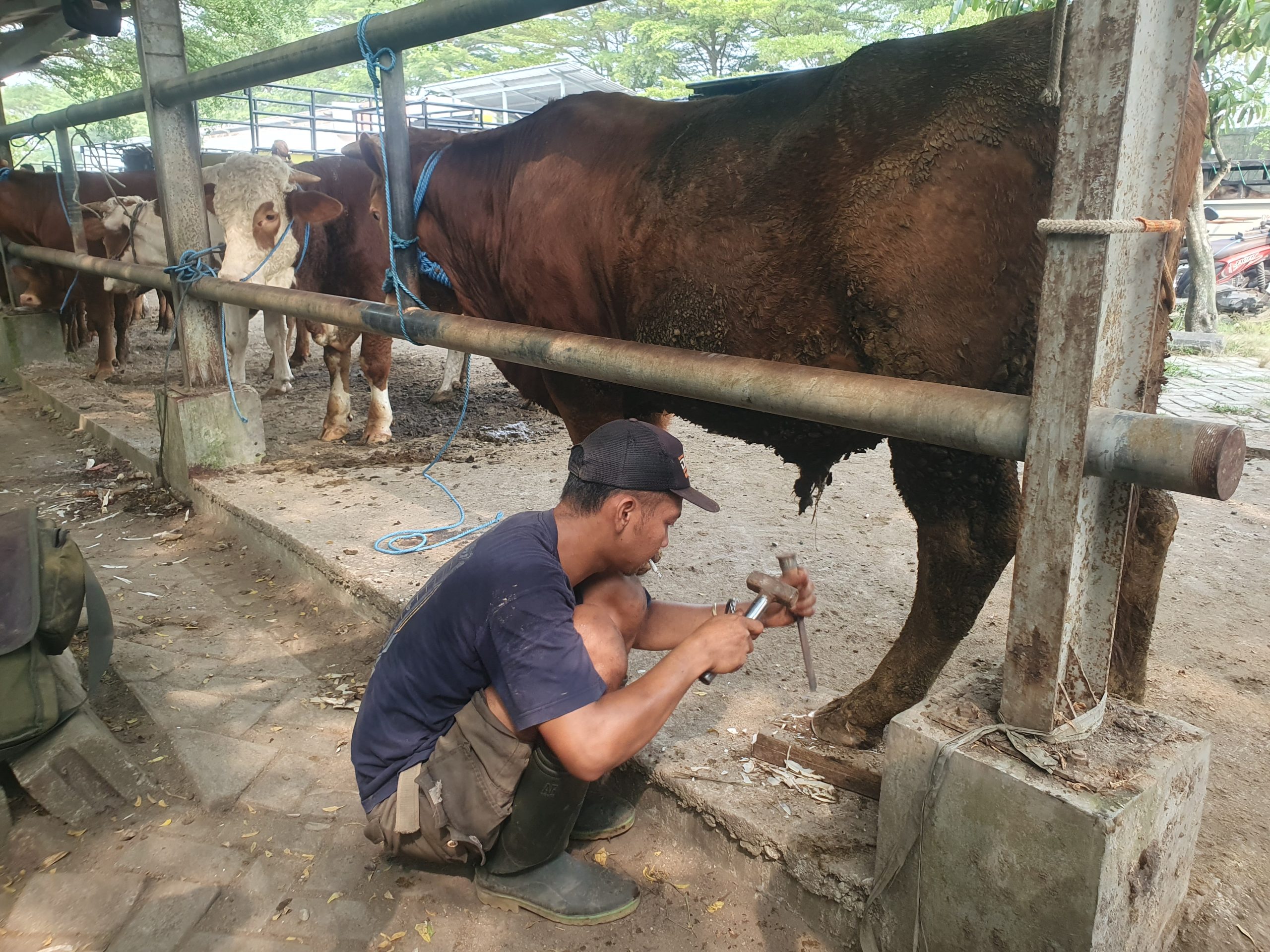 Riyan saat melakukan pembersihan pada kuku sapi yang mendapatkan treatmen jasa Salon Sapi.